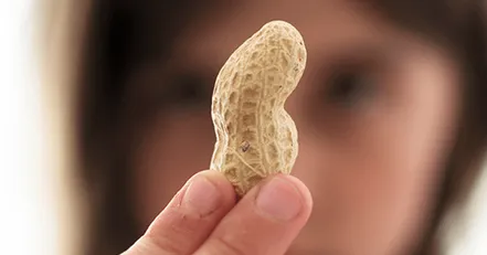 Child holding a peanut